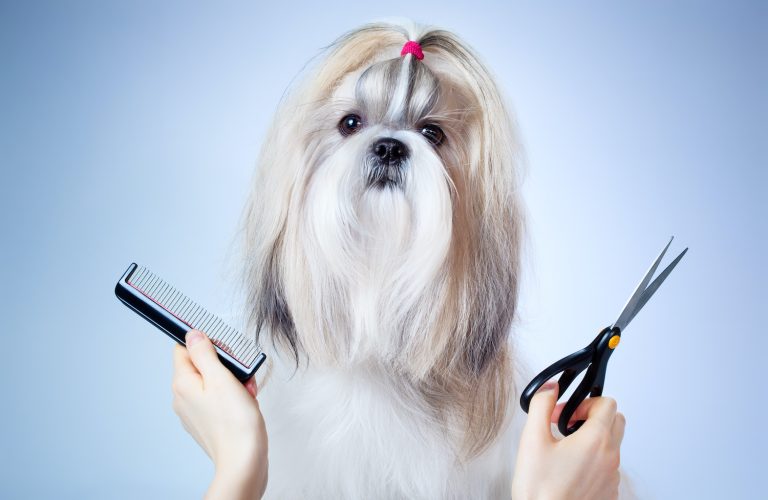 Shih tzu dog grooming Shih tzu dog grooming. On blue and white background.