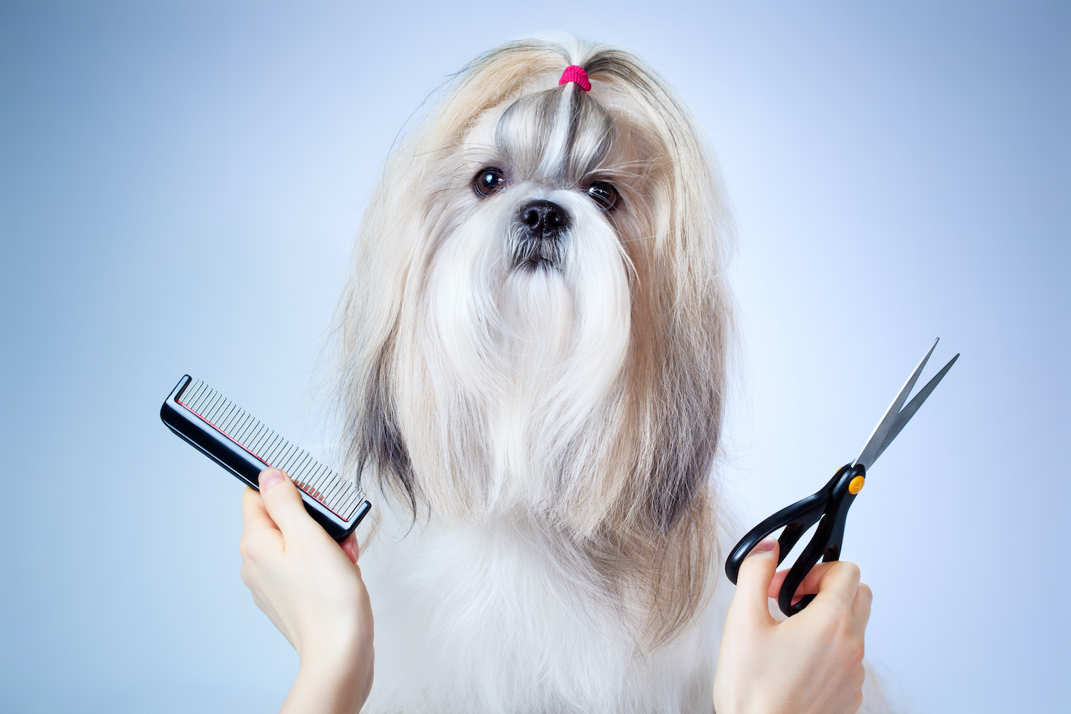 Shih tzu dog grooming. On blue and white background.